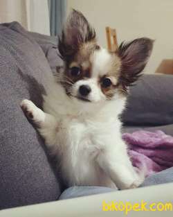 Chihuahua Yavrumuz 2