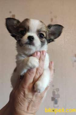 Chihuahua Yavrumuz 3