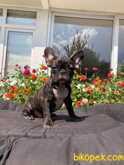 Choco Brindle French Bulldog Yavrumuz Ozel Renk 2