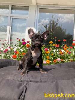 Choco Brindle French Bulldog Yavrumuz Ozel Renk 1