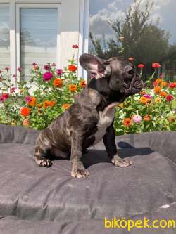 Choco Brindle French Bulldog Yavrumuz Ozel Renk 3