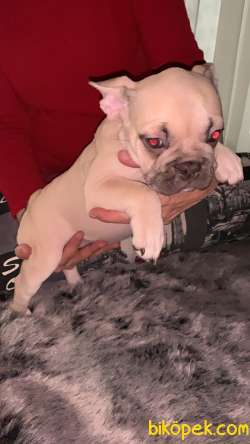 Choco Sable Quad French Buldog  Yavrular 4