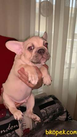 Choco Sable Quad French Buldog  Yavrular 1