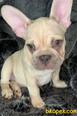 Choco Sable Quad French Buldog  Yavrular 3