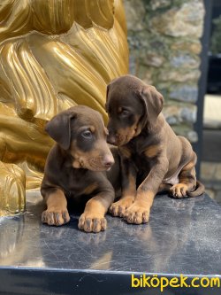 Chocolate And Tan Dişi Dobermann Yavrumuz 4