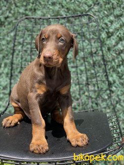 Chocolate And Tan Doberman A Kalite Yavrumuz 1