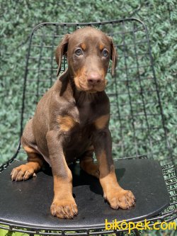 Chocolate And Tan Doberman A Kalite Yavrumuz 4