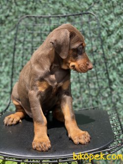 Chocolate And Tan Doberman A Kalite Yavrumuz 3