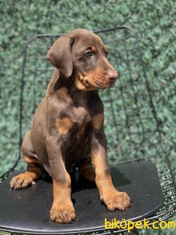 Chocolate And Tan Doberman A Kalite Yavrumuz 2