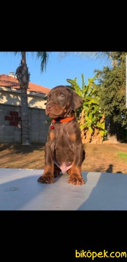 Chocolate And Tan Dobermann Bebeklerimiz Show Kalite 3