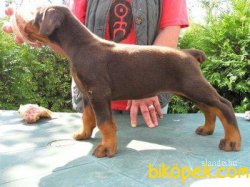Chocolate And Tan Dobermann Bebeklerimiz Show Kalite 2