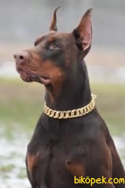 Chocolate And Tan Dobermann Bebeklerimiz Show Kalite 1