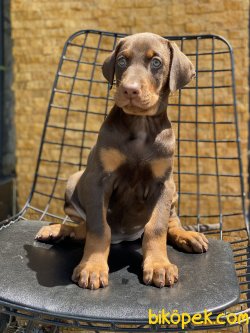 Chocolate And Tan Dobermann Yavrumuz 5