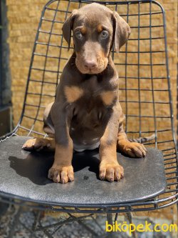 Chocolate And Tan Dobermann Yavrumuz 3