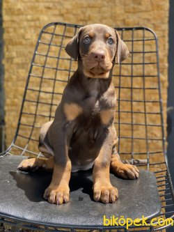 Chocolate And Tan Dobermann Yavrumuz 4