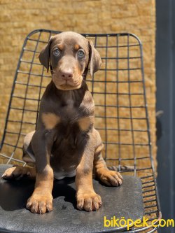 Chocolate And Tan Dobermann Yavrumuz 2