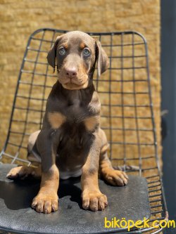 Chocolate And Tan Dobermann Yavrumuz 1