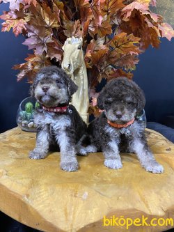 Chocolate And Tan Poodle Yavrularımız 4