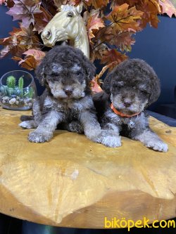 Chocolate And Tan Poodle Yavrularımız 5