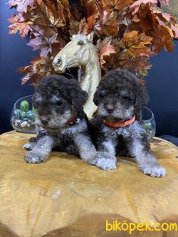 Chocolate And Tan Poodle Yavrularımız 2