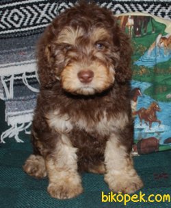 CHOCOLATE  AND TAN POODLE YAVRULARIMIZ 3