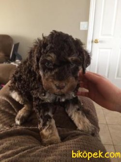 CHOCOLATE  AND TAN POODLE YAVRULARIMIZ 2