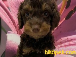 CHOCOLATE  AND TAN POODLE YAVRULARIMIZ 1