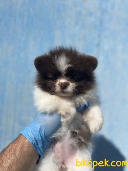 CHOCOLATE AND WHİTE MİNİ BOY POMERANİAN YAVRUMUZ 1