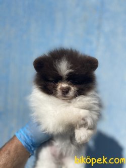 CHOCOLATE AND WHİTE MİNİ BOY POMERANİAN YAVRUMUZ 2