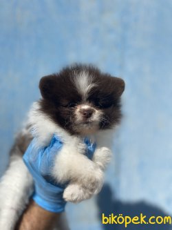 CHOCOLATE AND WHİTE MİNİ BOY POMERANİAN YAVRUMUZ 3