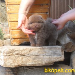 Chocolate Ayı Surat Orjinal Basık Burun Bol Tüylü Pomeranian 1