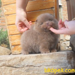 Chocolate Ayı Surat Orjinal Basık Burun Bol Tüylü Pomeranian 2