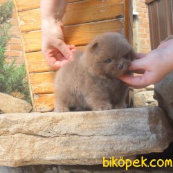 Chocolate Ayı Surat Orjinal Basık Burun Bol Tüylü Pomeranian 3