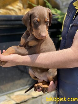 Chocolate Dobermann Özel Üretim 3