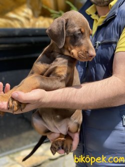 Chocolate Dobermann Özel Üretim 4