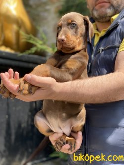 Chocolate Dobermann Özel Üretim 1