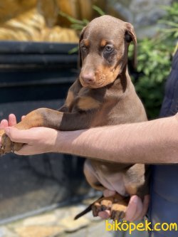 Chocolate Dobermann Özel Üretim 2