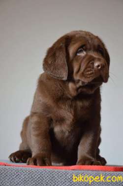 CHOCOLATE LABRADOR İTHAL KALİTELİ 2