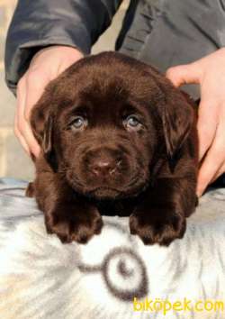 CHOCOLATE LABRADOR İTHAL KALİTELİ 3