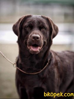 CHOCOLATE LABRADOR RETRIEVER YAVRULARIMIZ 1