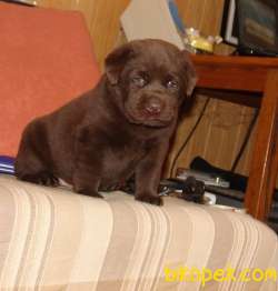 Chocolate Labrador Yavrular 1