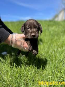 CHOCOLATE LABRADOR YAVRULARI 4