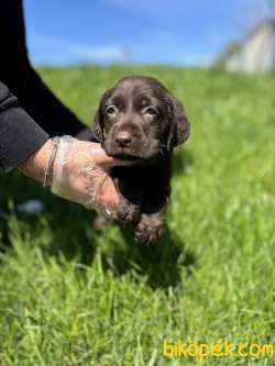 CHOCOLATE LABRADOR YAVRULARI 2