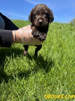 CHOCOLATE LABRADOR YAVRULARI 5