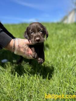 CHOCOLATE LABRADOR YAVRULARI