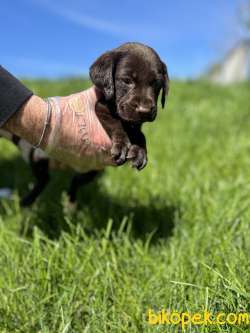 CHOCOLATE LABRADOR YAVRULARI 4