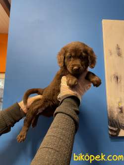 CHOCOLATE LABRADOR YAVRULARIMIZ 3