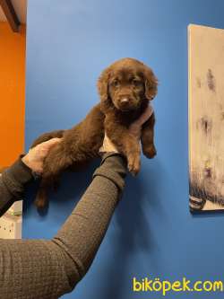 CHOCOLATE LABRADOR YAVRULARIMIZ 4