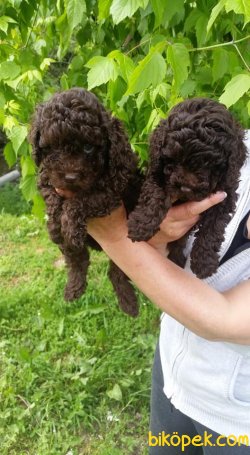 Chocolate Nadir Renk Toy Poodle Bebeklerimiz 1