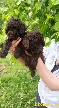 Chocolate Nadir Renk Toy Poodle Bebeklerimiz 3